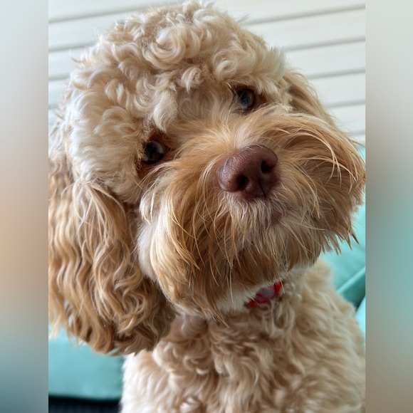 Meet your Posher, Mercedes - Picture 2 of 2